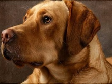 Cargar imagen en el visor de la galería, Türmatte 75x45cm Labrador Hund waschbar rutschsicher Retriever TM44
